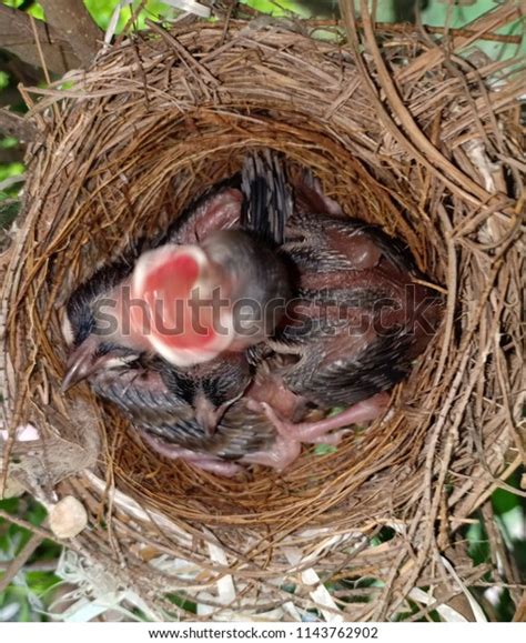 Kids Nightingale Nest Stock Photo 1143762902 Shutterstock