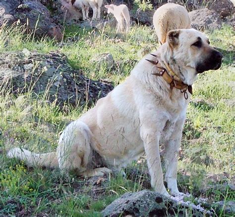 Give your female dog an athletic name! 60 Regal Names for Loyal, Noble, Female Guard Dogs ...