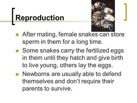 Reptiles And Amphibians Ppt Video Online Download