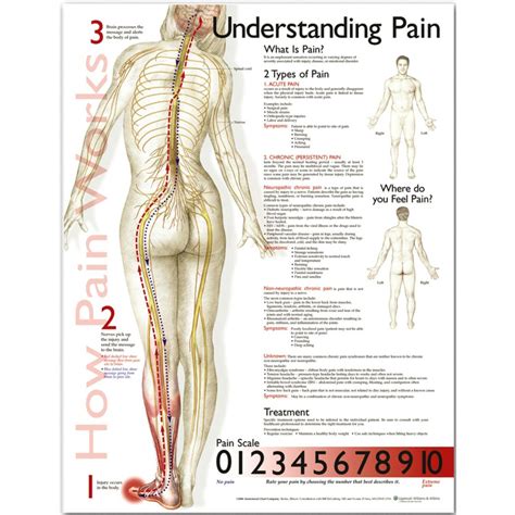 Anatomy Charts Posters Understanding Pain Anatomical Chart The Best Porn Website