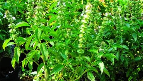 Daun ketumbar hampir mirip dengan daun seledri tapi wanginya khas dan tajam. Cara Menanam Daun Kemangi dari Biji dalam Pot, Polybag dan ...