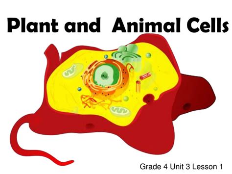 Plant Cell Animal Cell Video Animal And Plant Cells Worksheet 3