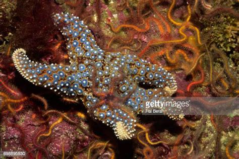 Giant Sea Star Photos And Premium High Res Pictures Getty Images