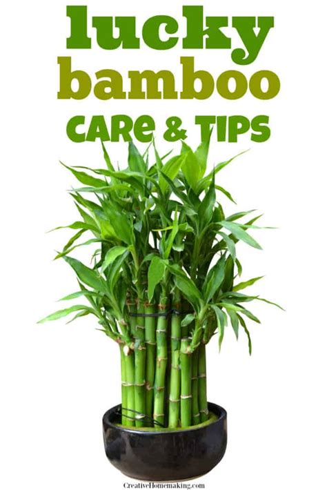 How To Keep Lucky Bamboo Alive Lucky Bamboo Care Creative Homemaking