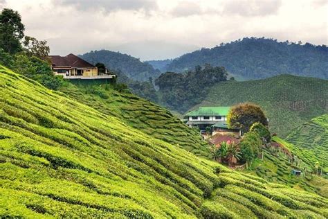 There are about 15 jungle trails in cameron highlands. TripAdvisor | Private Full-Day Cameron Highlands Nature ...