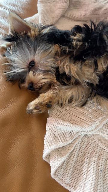 Baci 💋the Yorkshire Terrier 🐾 On Instagram 😅🐾🐶😴 Yorkie