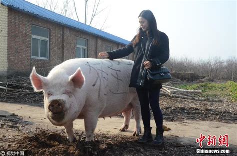 Folding chairs with shade canopy, padded lumbar back support for bad back. 750-kilo pig wins "King of Pigs" in Henan province - CCTV ...
