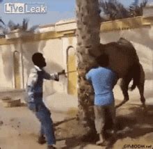 Camel Hump Camel Hump Day Discover Share Gifs