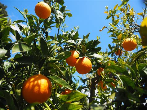 Decline In Florida Citrus Forecast Figures Citrus Industry Magazine