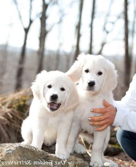 He's learned to lick us instead of play biting. English Cream Golden Retriever Breeders In Texas | PETSIDI
