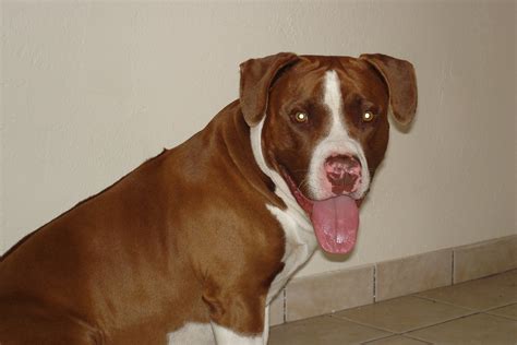 The american pit bull terrier dogs and their origin. Would you want a Pit Bull dog this big? Giant Pit Bull ...