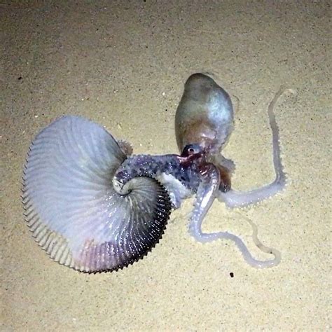 Rare Argonaut Octopus Washes Ashore Pictures Of Sea Creatures Ocean