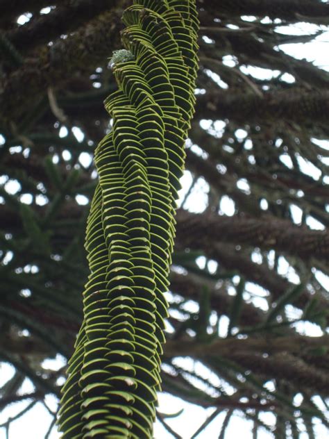 It is 7 years old and pot grown and about 3ft tall. danger garden: Monkey Puzzle Trees, and a few coastal ...