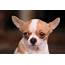 The Apple Head Chihuahua Little Dog Big Love