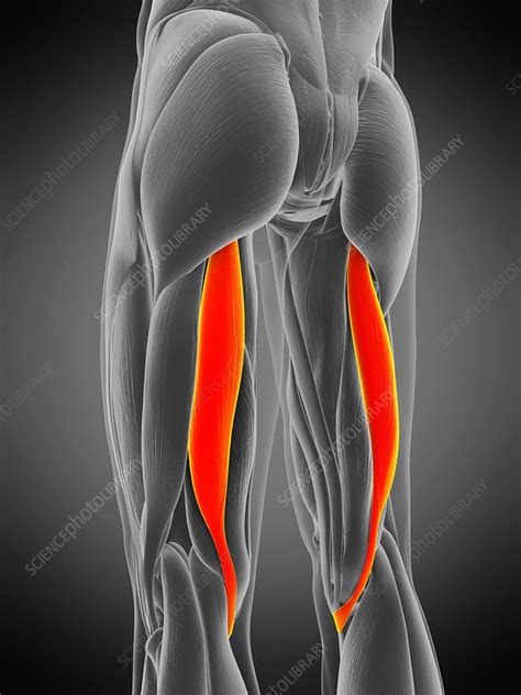 Semitendinosus Muscle Illustration Stock Image F0294948 Science