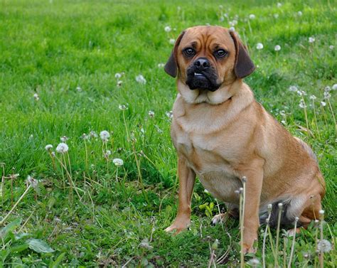 8 Things Only Puggle People Truly Understand The Dog People By