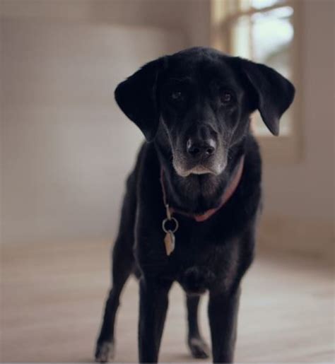 If your dog makes any effort to lift its hind legs onto the wall, reward your dog with a treat. What Exercises Help Strengthen a Dog's Hind Legs? - Dog ...