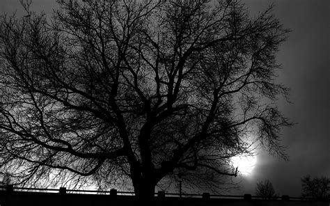 Nature Black Trees Dark Grayscale Monochrome Wallpapers Hd