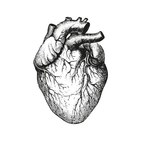 Medical Heart Drawing