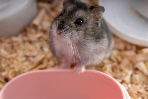 Campbells Dwarf Hamster Pictures Temperament And Traits Hepper