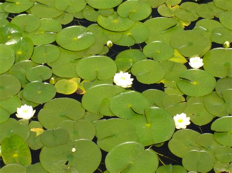 Quotes About Lily Pads Quotesgram
