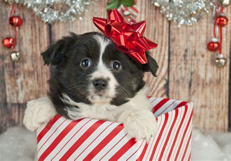 How You Should T Pets For The Holidays Wtop
