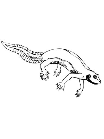 37k.) this happy newt from oddbods coloring pages for individual and noncommercial use only, the copyright belongs to their respective creatures or owners. Newt Salamander Coloring page | SuperColoring.com