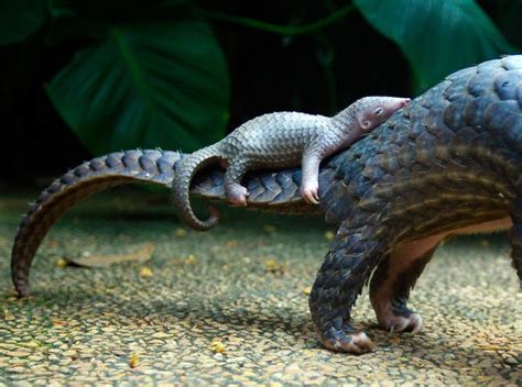 Baby Pangolins Are Undeniably Cute 30 Pics