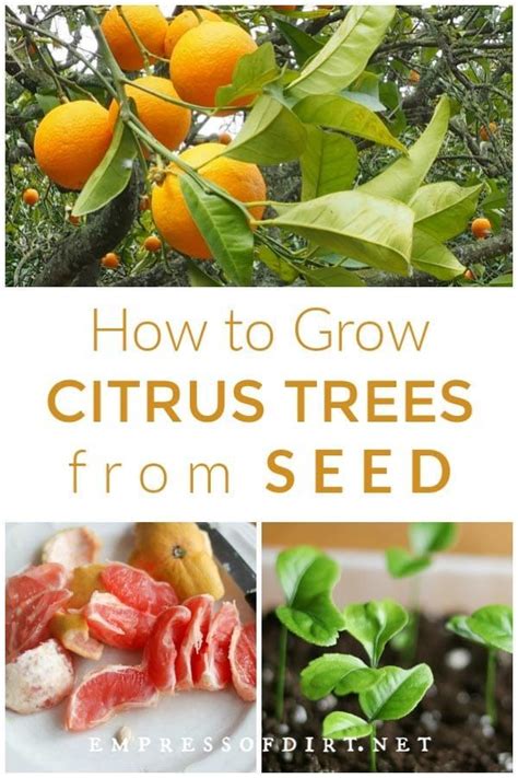 An Easy Method For Growing Citrus Seeds Into Houseplants Including
