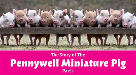 Full Grown Pennywell Miniature Pigs