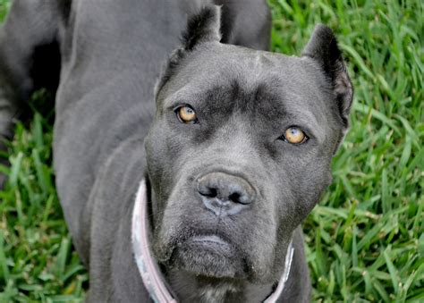 Grey Cane Corso With Blue Eyes