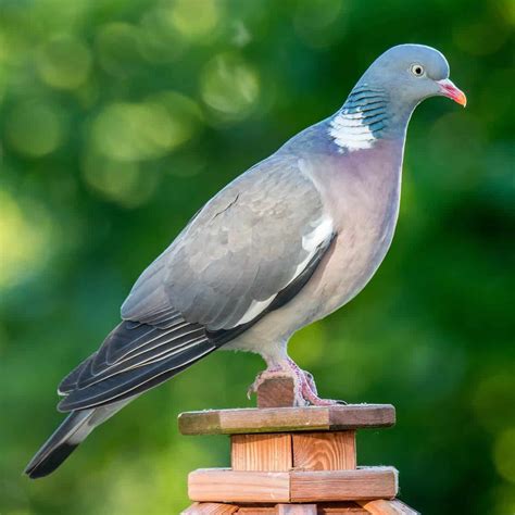 All About The Wood Pigeon Gardenbird