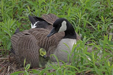 Canada Goose On Nest With Goslings New York Usa Photograph By John