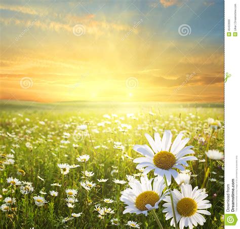Voir plus d'idées sur le thème image été, photo plage, fond d'écran téléphone. Paysage D'ÉTÉ Photo stock - Image: 45453000