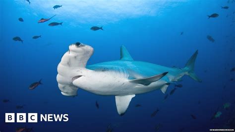 Saving Sharks One Womans Mission To Protect The Hammerhead