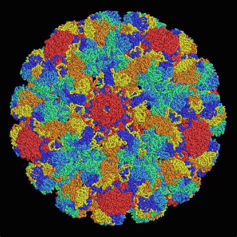 simian virus - Liberal Dictionary