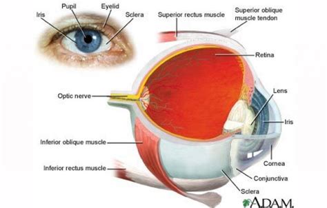 Glaucomul La Ochi Diagnostic Tratament Operatie Q Vision