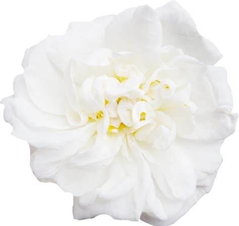 White Flower Peony Whitepeonydecorationflowers Png Download 959