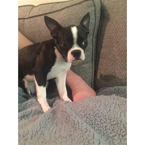 We are boston terrier breeders, breeding top quality boston terriers for over 15 years. Wonderful Boston Terrier puppy for sale in Dayton, Ohio ...
