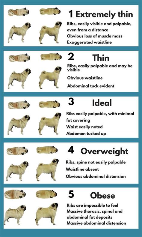 Dog Body Scoring Chart