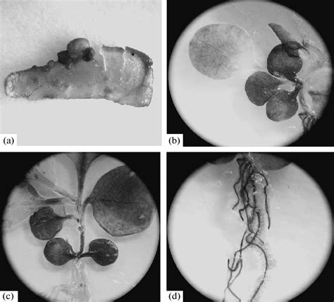 Grasses would be excellent rotations for tobacco, while tomato, pepper, and similar plants would not be suitable. Histochemical analysis of tobacco plants transgenic after ...