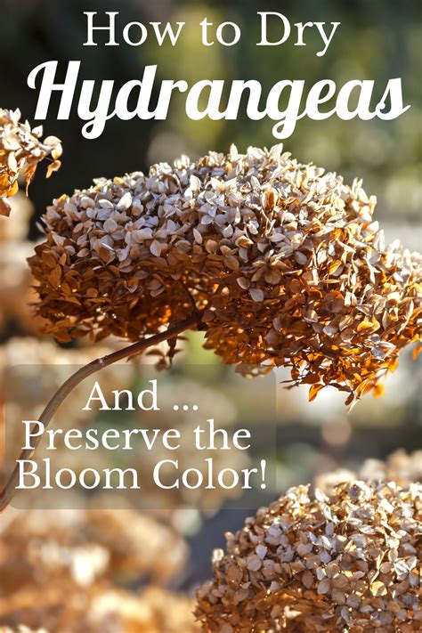 When to cut hydrangeas for drying. Step-by-Step: Drying Hydrangea Flowers in 2020 | Dried ...