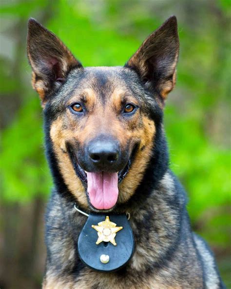 Check spelling or type a new query. Hanford Veterinary Hospital | A Unique Bond: All About K9 ...