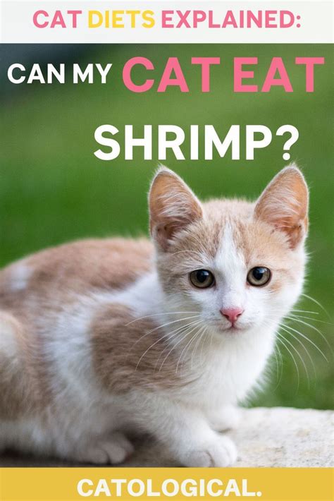 Is it good for them or is it harmful? Can Cats Eat Shrimp Or Are They Bad For Them? in 2020 ...