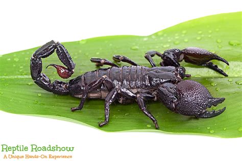 Emperor Scorpion Reptile Roadshow Parties And Events