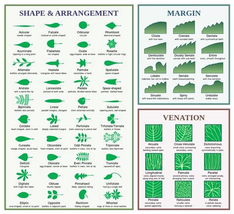 Common Leaf Identification Chart