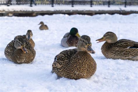Ducks Sit On The Snow In Winter Stock Image Image Of Closeup Beak