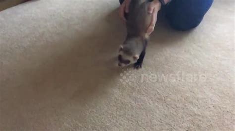 Ferris The Ferret Does A Weasel War Dance Buy Sell Or Upload Video