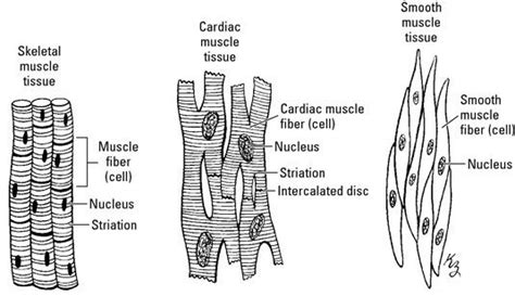 Muscle Tissue Drawing At Explore Collection Of