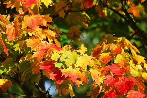 Autumn Tree Leaves · Free Photo On Pixabay